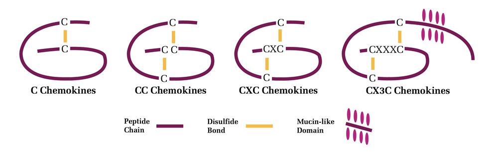 Structure of Chemokine Classes